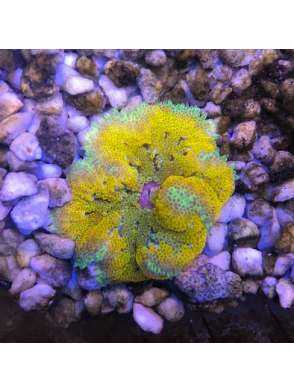 Stichodactyla tapetum Анемон килимовий