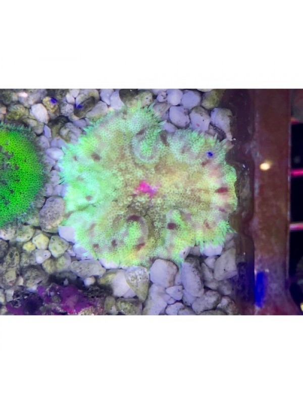 Stichodactyla tapetum Анемон килимовий