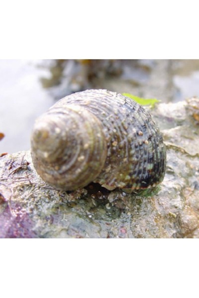 Turbo snail Улитка-водорослеед Турбо