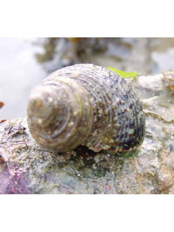 Turbo snail Улитка-водорослеед Турбо