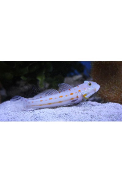 Valenciennea puellaris - бычок Валансьенн красноточечный