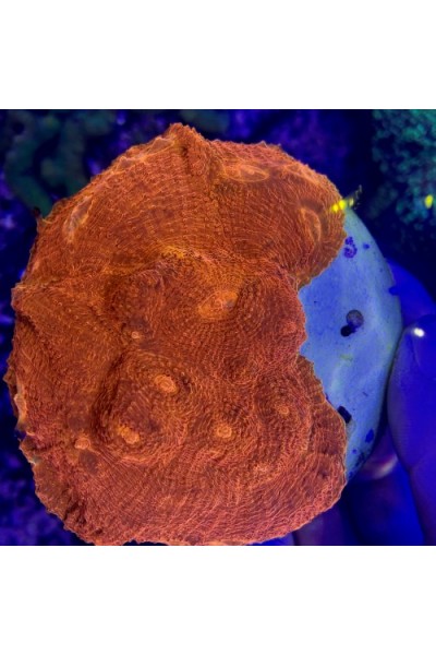 Echinophyllia sp. Chalice (Чалис)