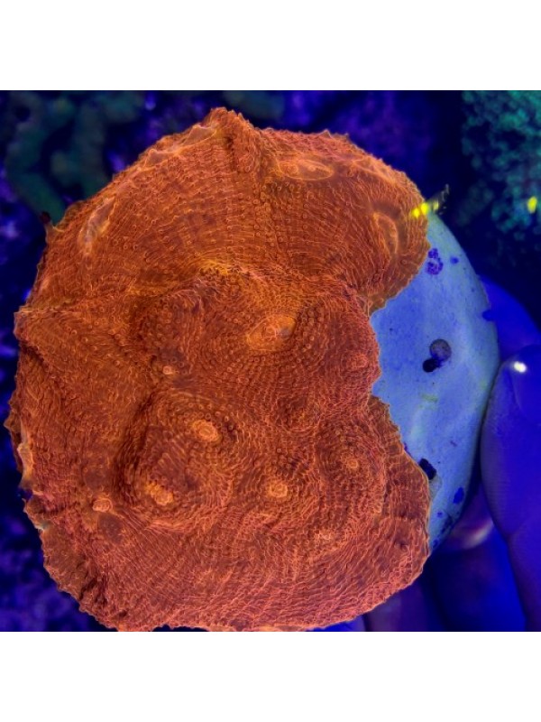 Echinophyllia sp. Chalice (Чалис)